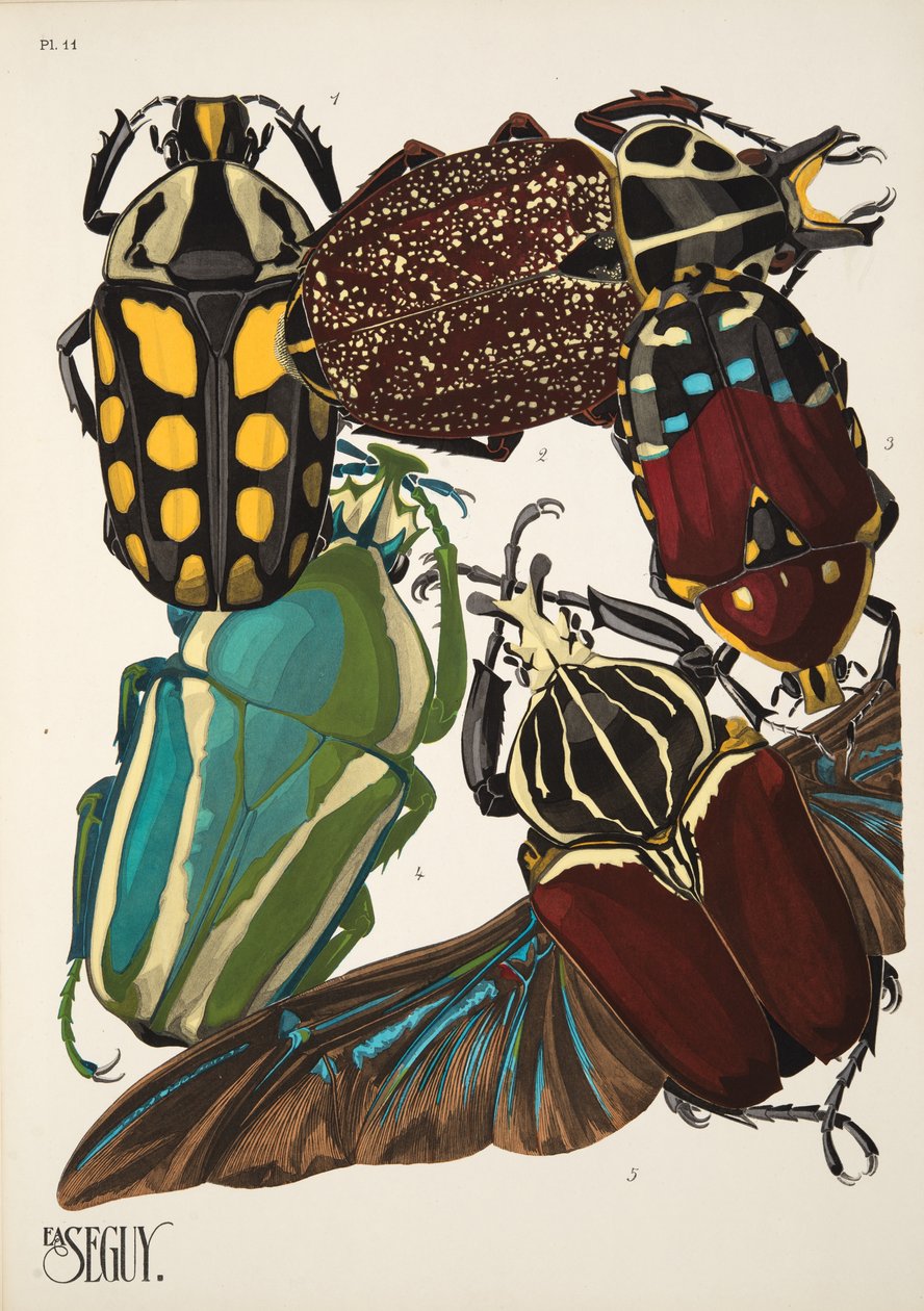 Tallrik 11 från Insectes, pub. 1930-tal (pochoirtryck) av Émile Allain Séguy
