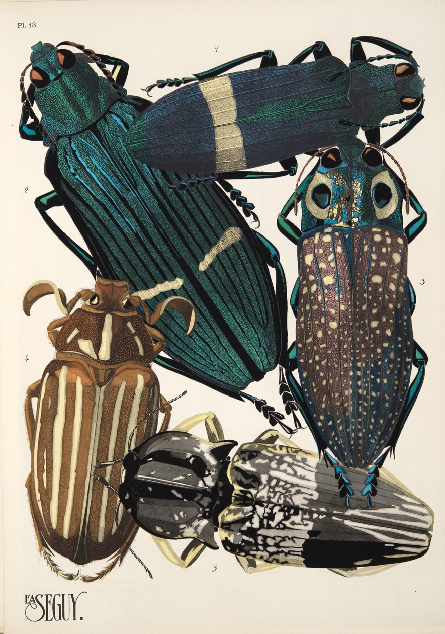 Tallrik 13 från Insectes, pub. 1930-tal (pochoirtryck) av Émile Allain Séguy