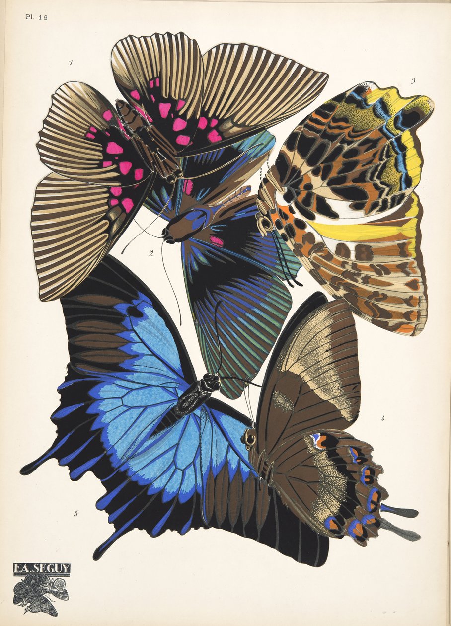 Tallrik 16, från Butterflies, pub. 1925 (stenciltryck) av Émile Allain Séguy