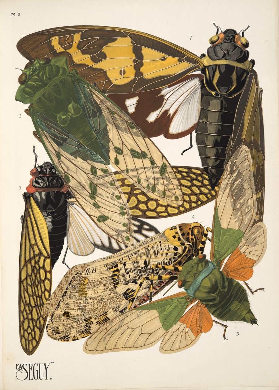Tallrik 2 från Insectes, pub. 1930-tal (pochoirtryck) av Émile Allain Séguy