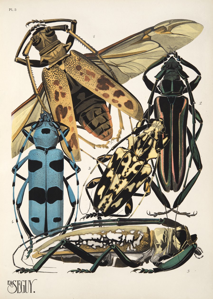 Tallrik 3 från Insectes, pub. 1930-tal (pochoirtryck) av Émile Allain Séguy