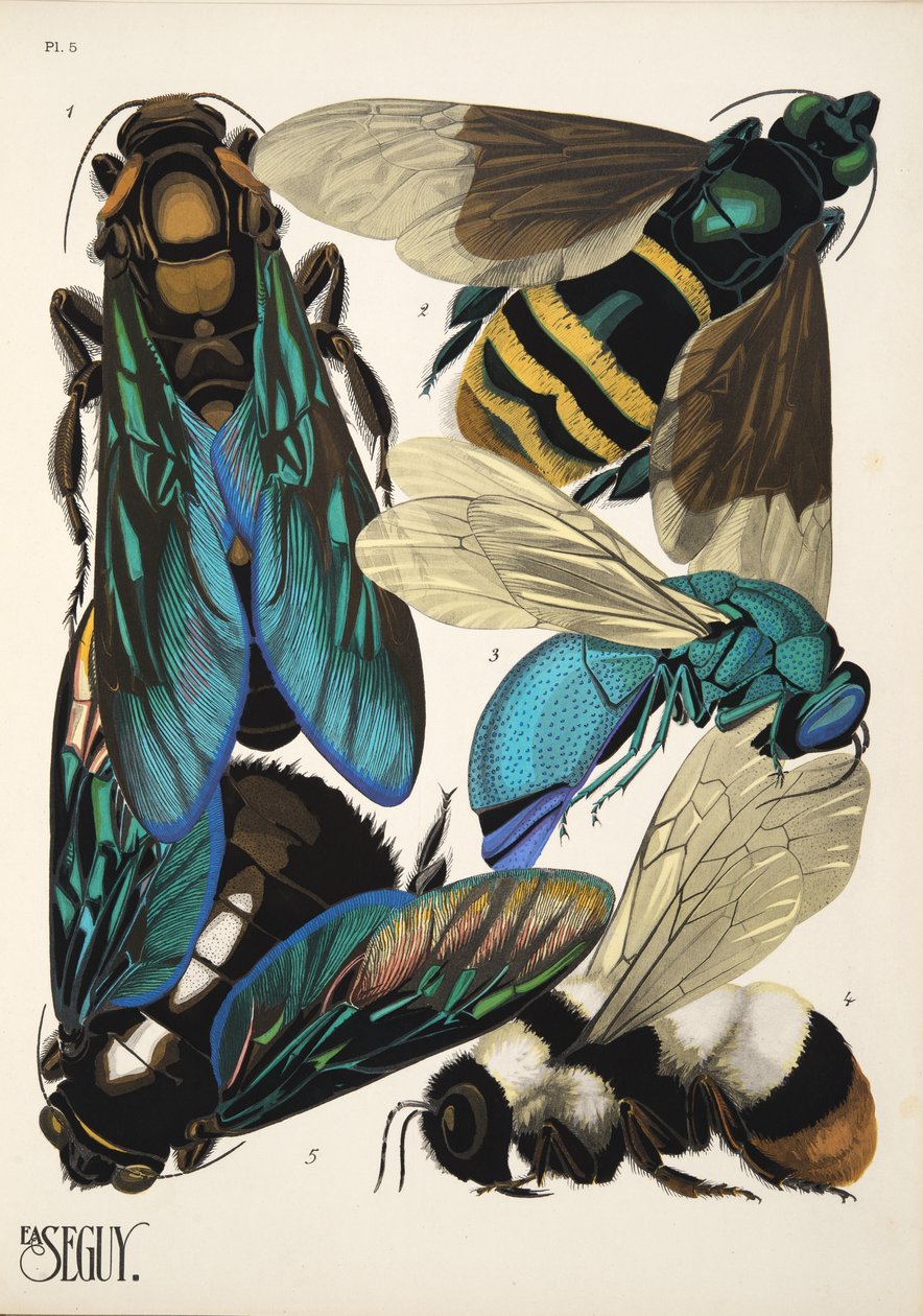 Tallrik 5 från Insectes, pub. 1930-tal (pochoirtryck) av Émile Allain Séguy