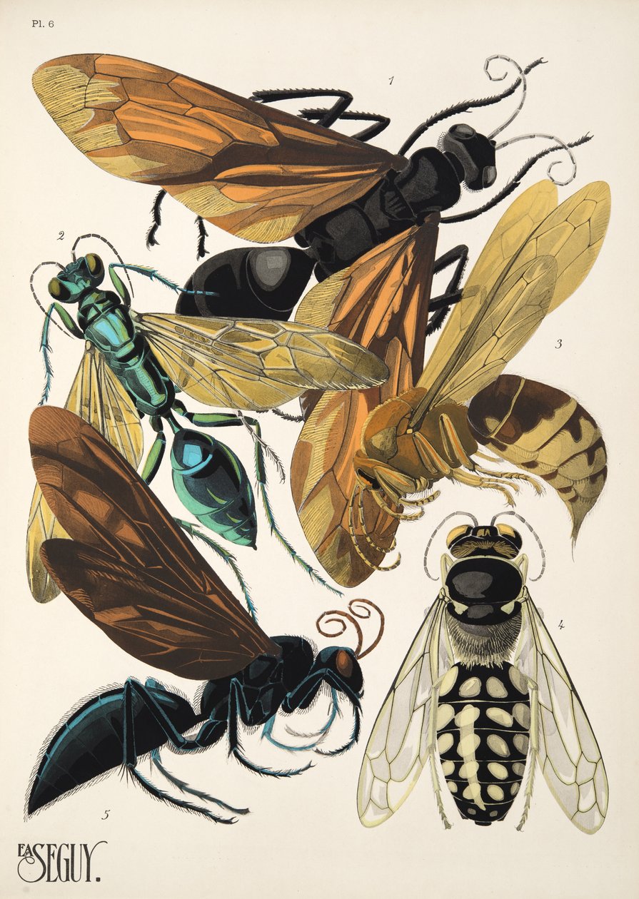 Tallrik 6 från Insectes, pub. 1930-tal (pochoirtryck) av Émile Allain Séguy