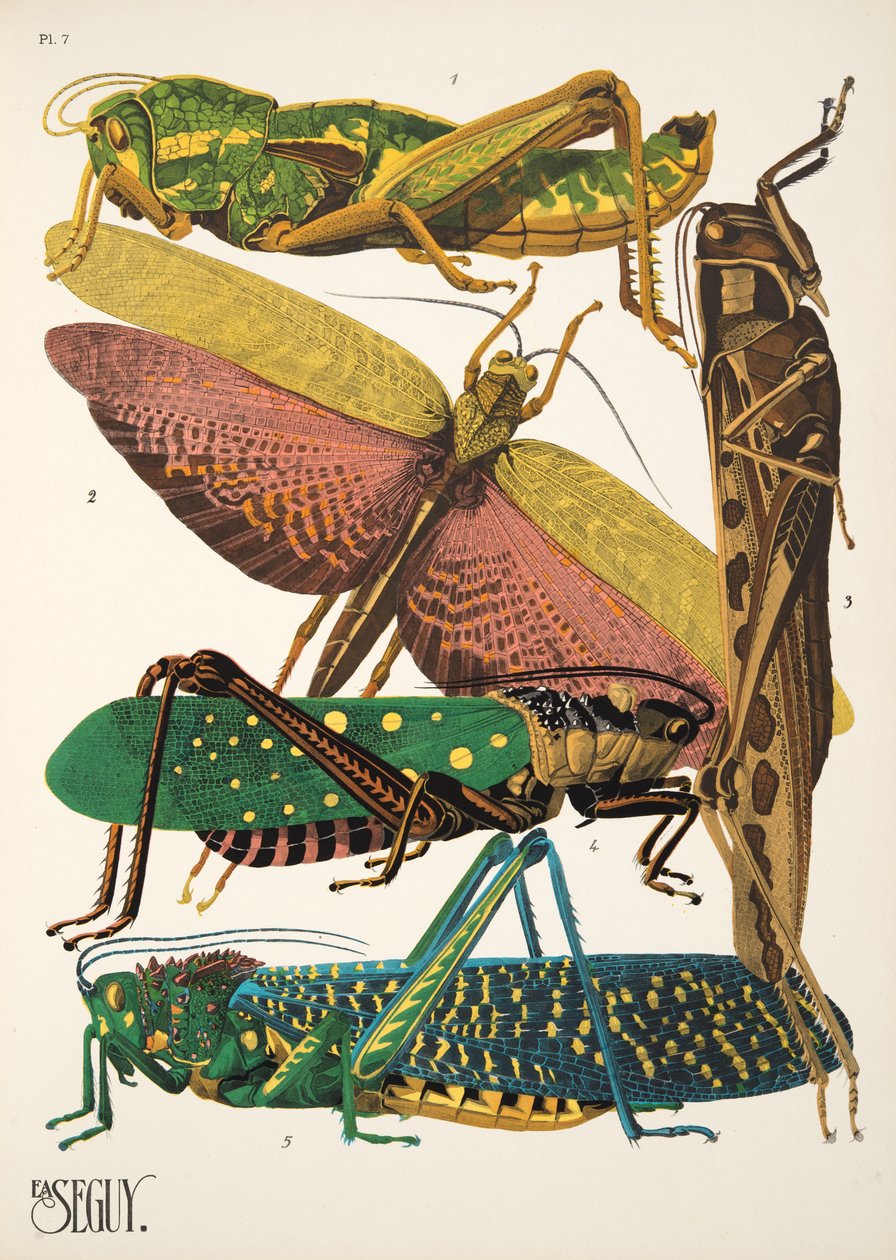 Tallrik 7 från Insectes, pub. 1930-tal (pochoirtryck) av Émile Allain Séguy