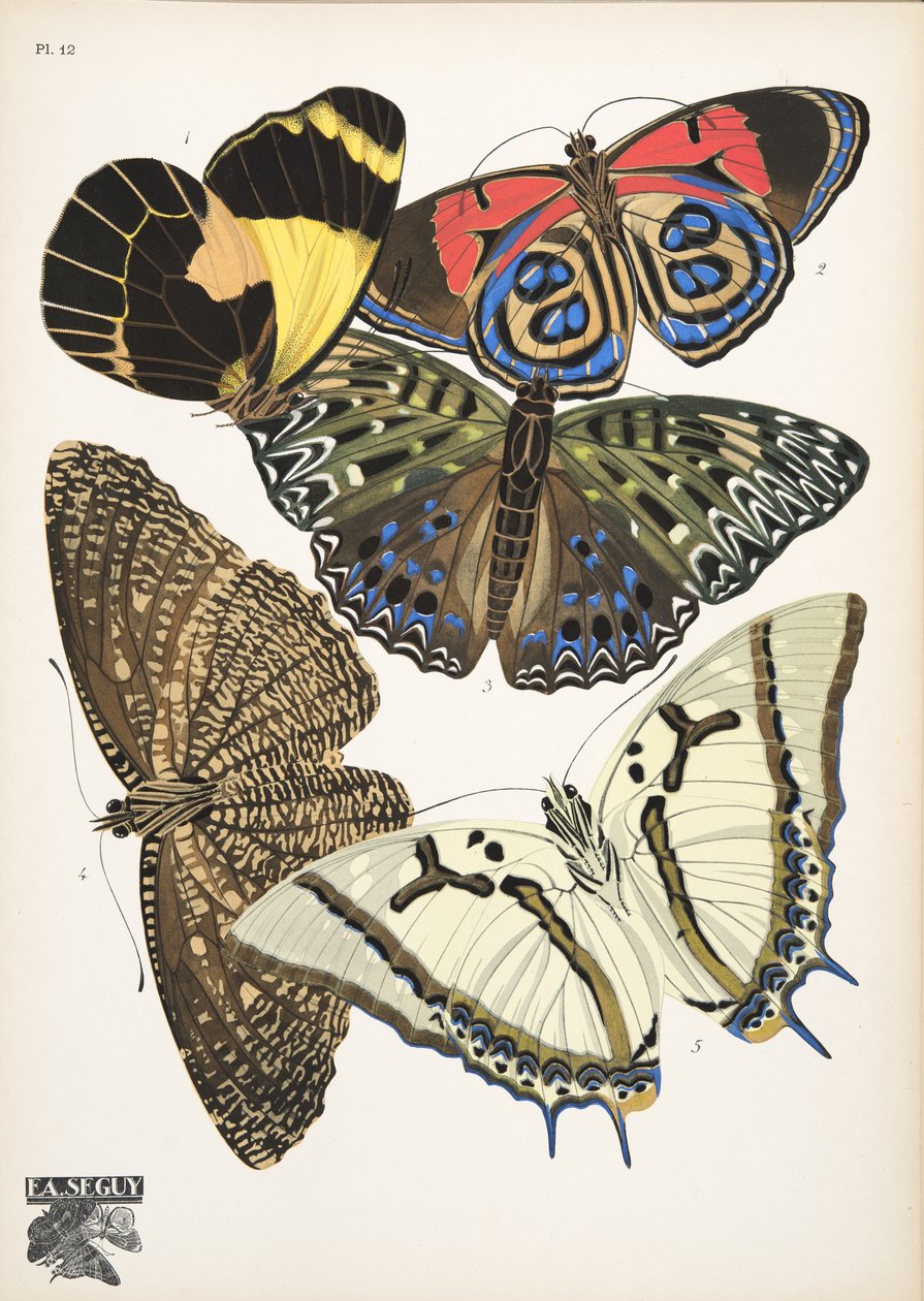 Tallrik 12, från Butterflies, pub. 1925 (stenciltryck) av Émile Allain Séguy