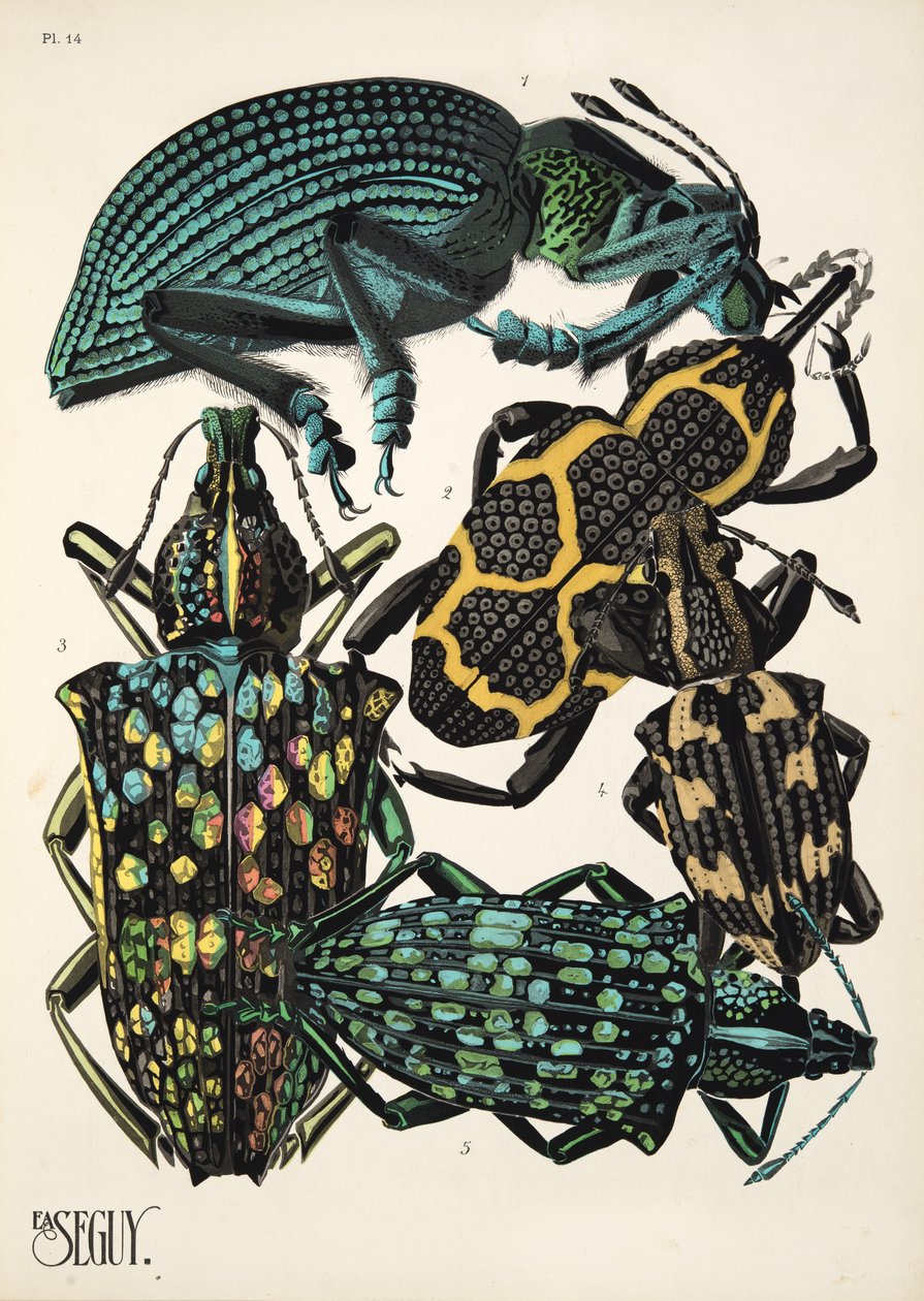 Tallrik 14 från Insectes, pub. 1930-tal (pochoirtryck) av Émile Allain Séguy