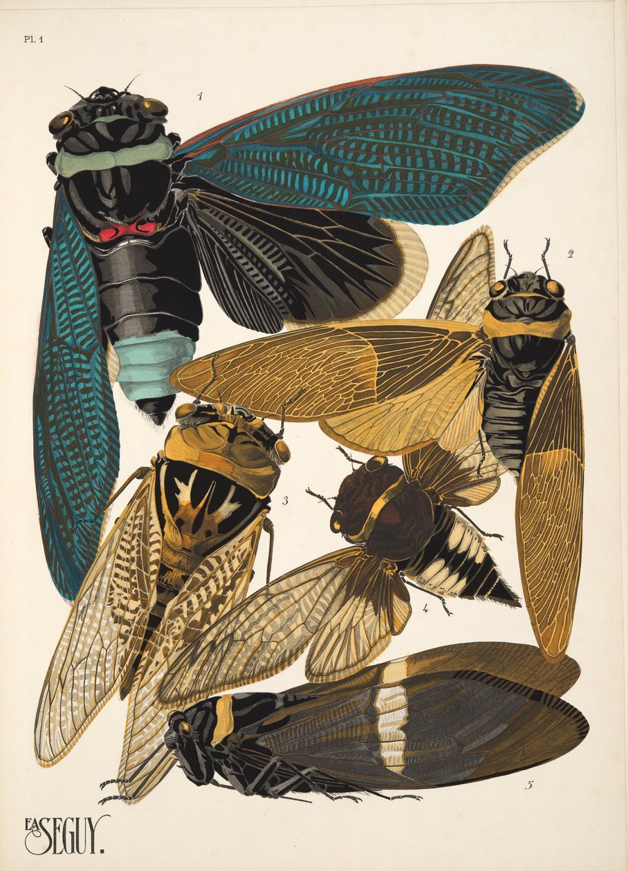 Tallrik 1 från Insectes, pub. 1930-tal (pochoirtryck) av Émile Allain Séguy