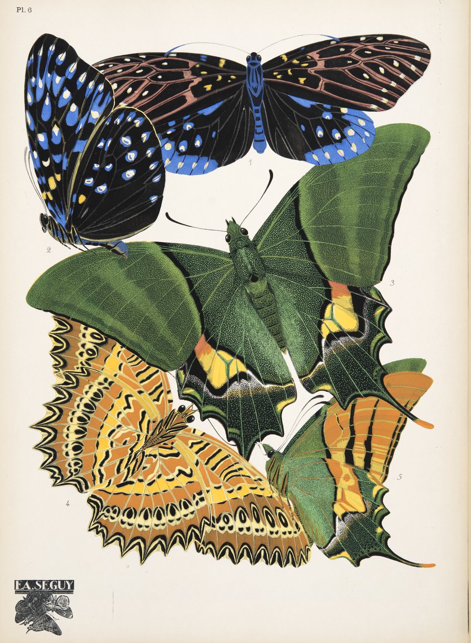 Tallrik 6, från Butterflies, pub. 1925 (stenciltryck) av Émile Allain Séguy