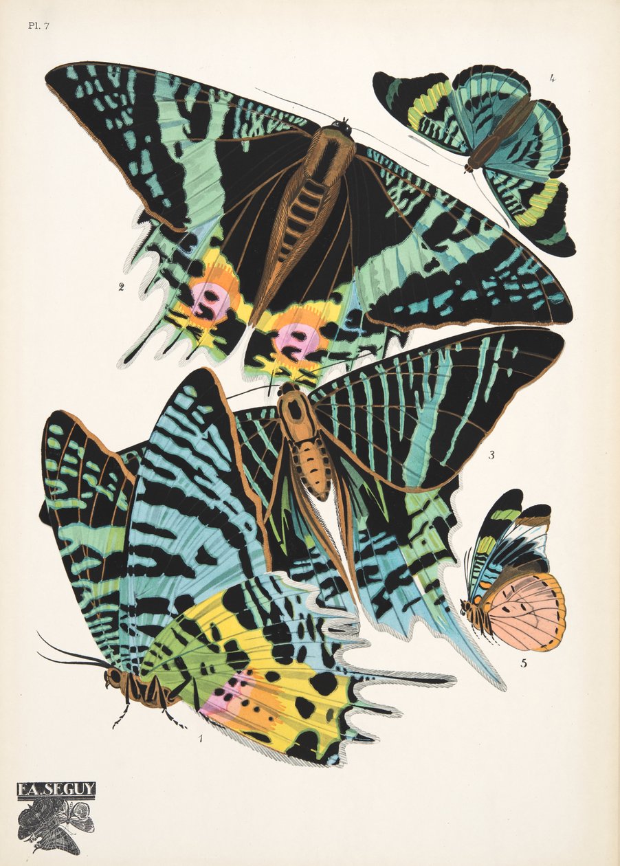 Tallrik 7, från Butterflies, pub. 1925 (stenciltryck) av Émile Allain Séguy