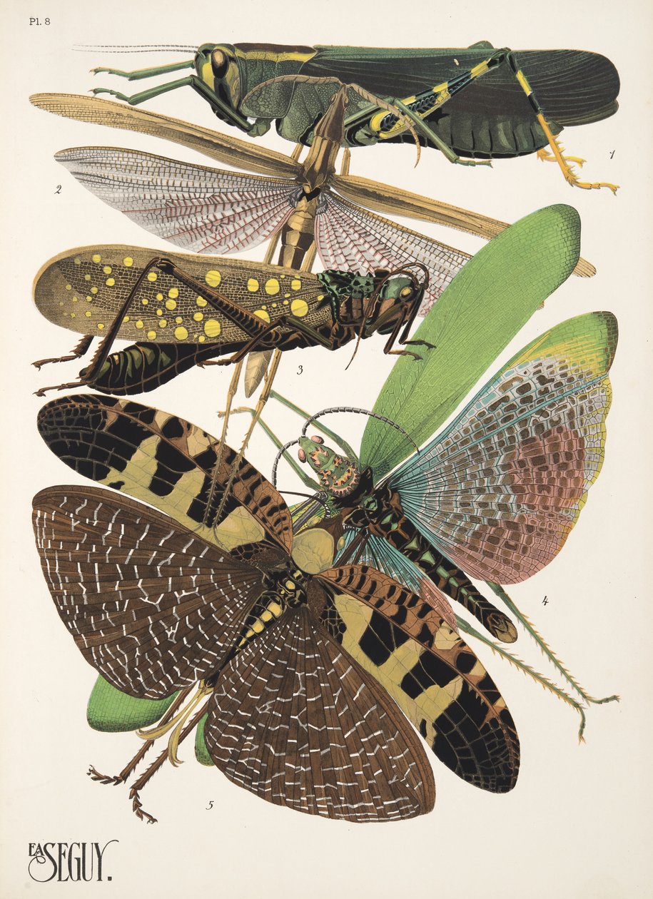 Tallrik 8 från Insectes, pub. 1930-tal (pochoirtryck) av Émile Allain Séguy