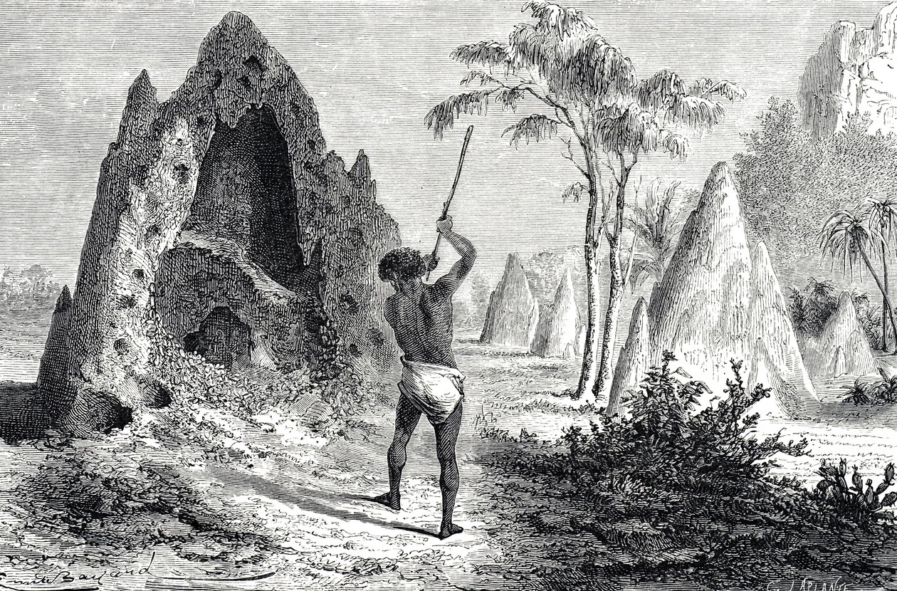 Nät av de vita myrorna, termiter (gravyr) av Emile Antoine Bayard