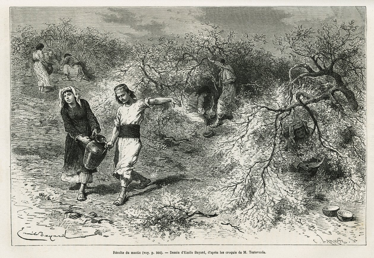 Samlingen av kitt, ett vitt harts av lentis, under sommarsäsongen, är grunden för tillverkningen av en anisbrännvin, teckning av Emile Bayard, för att illustrera historien "Chio Island" (Östra Turkiet), 1877, av Dr. A. Testevuide. Gravyr i Le av Emile Antoine Bayard