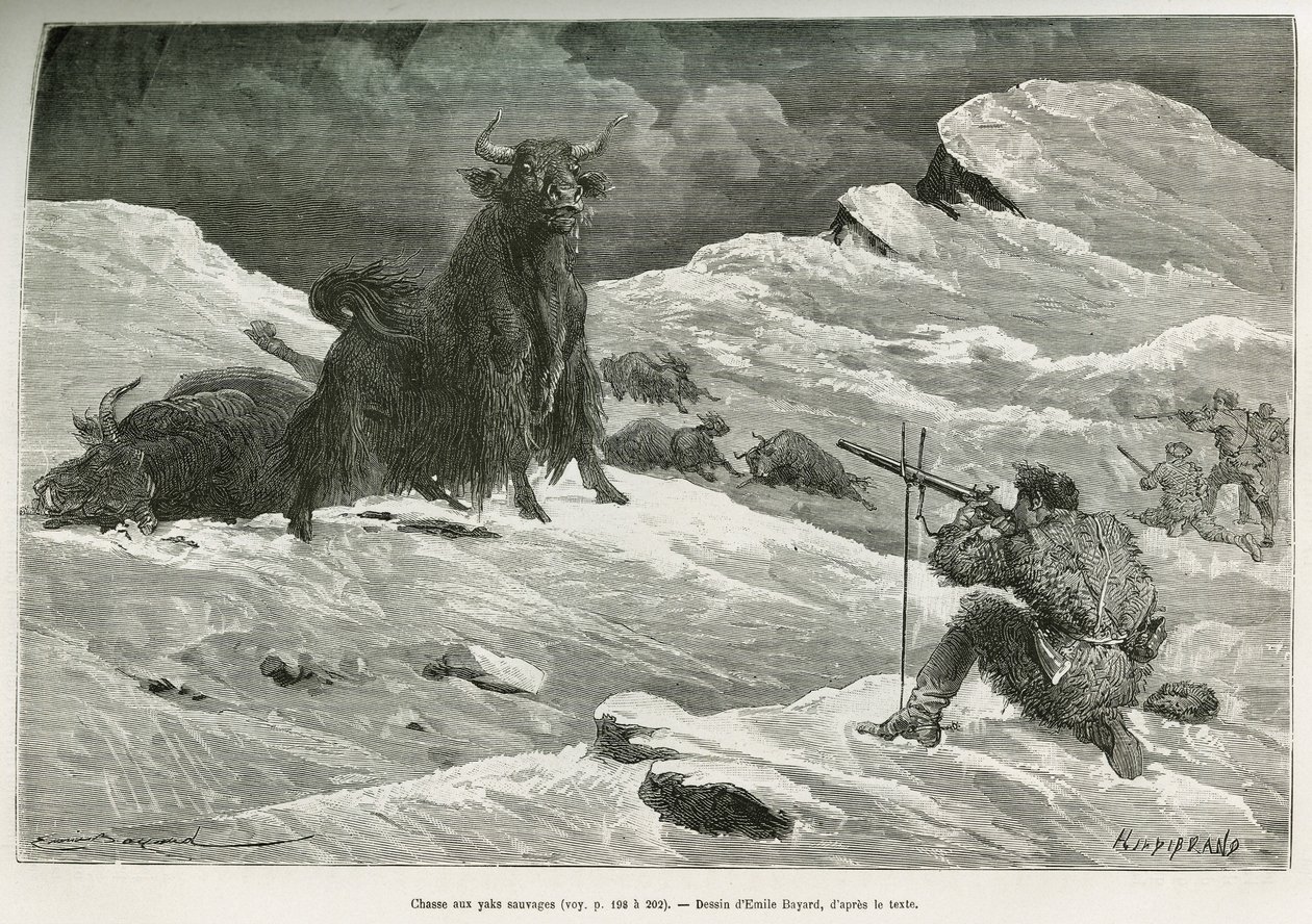 Scen för vild jakjakt, teckning av Emile Bayard för att illustrera resan till Mongoliet och Tangouternas land från 1870 till 1873, av överstelöjtnant Przewalski. Gravyr i Le tour du monde av Emile Antoine Bayard