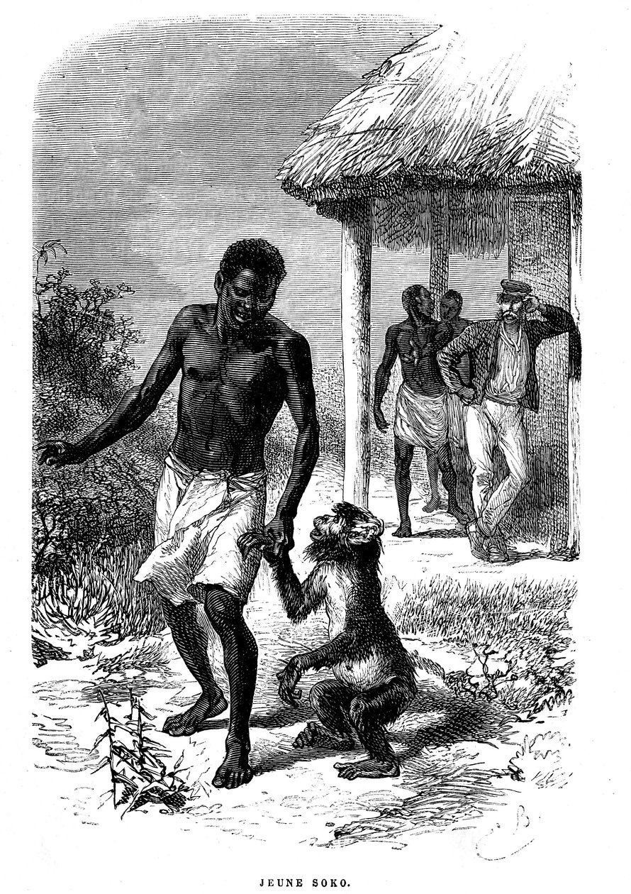 Ung Soko-apa i Afrika. Gravyr av Emile Bayard (1837-1891) som illustrerar de sista berättelserna om upptäcktsresande David Livingstone av Emile Antoine Bayard
