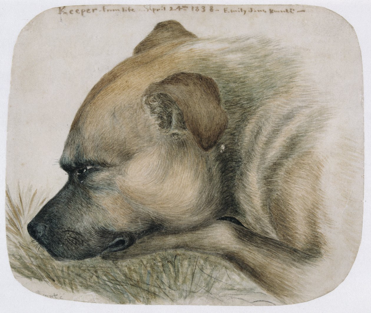 Keeper - from life, 1838 (penna och wc på papper) av Emily Bronte