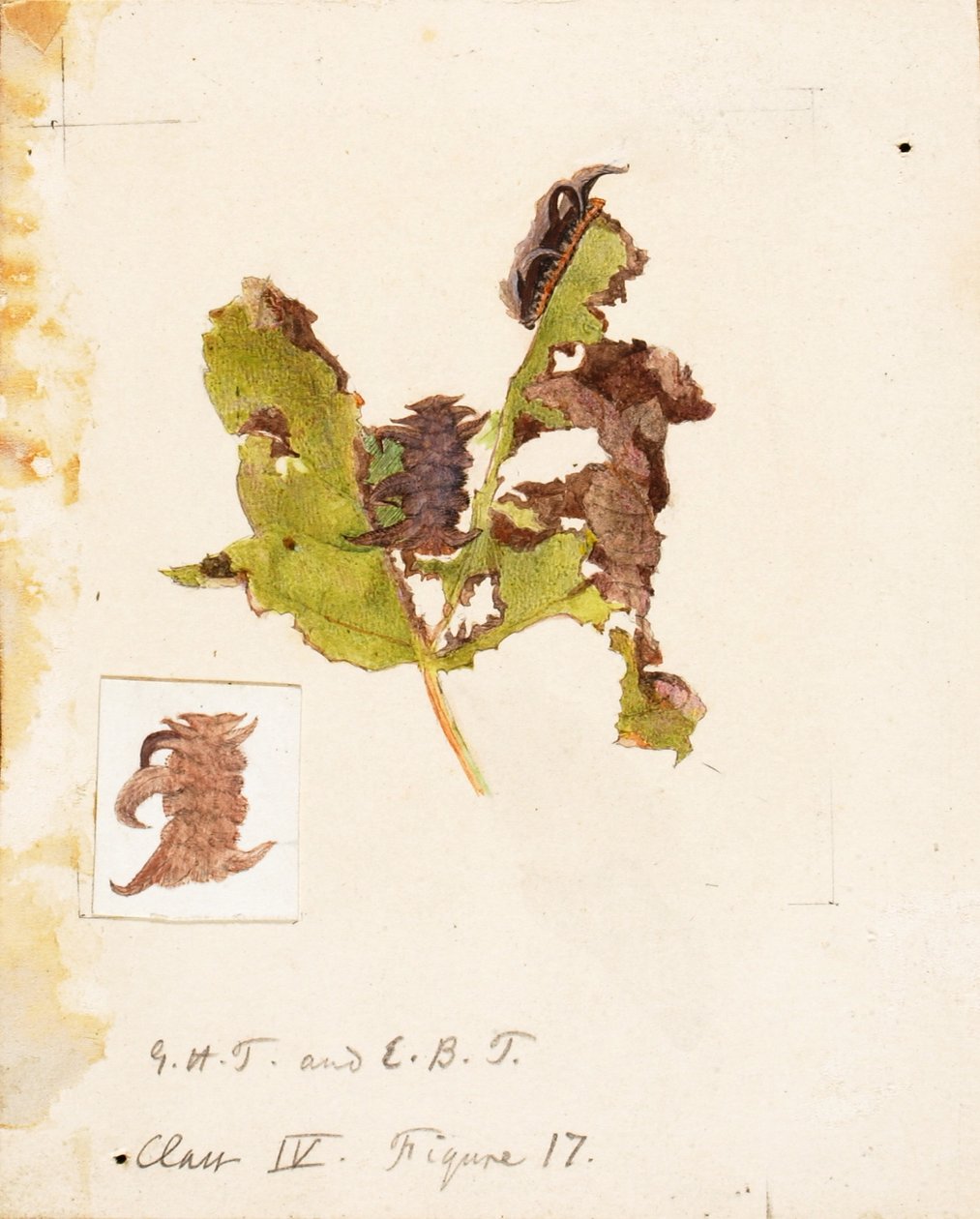Crumpled Leaf Caterpillar, studiematerial till boken Concealing Coloration in the Animal Kingdom av Emma Beach Thayer