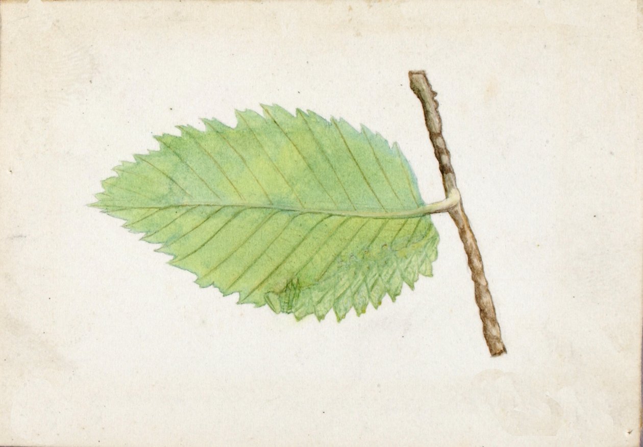 Jagged Leaf Edge Caterpillar..., sent 1800-tidigt 1900-tal. av Emma Beach Thayer