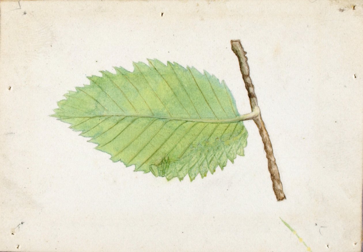 Jagged Leaf Edge Caterpillar, studie för boken Dolda färger i djurriket av Emma Beach Thayer