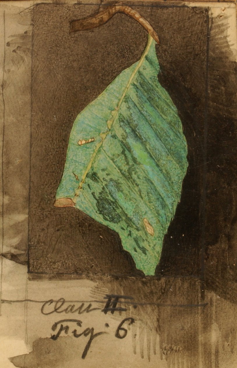 Mindre fläckig strandbladskant Caterpillar..., sent 1800-tidigt 1900-tal. av Emma Beach Thayer