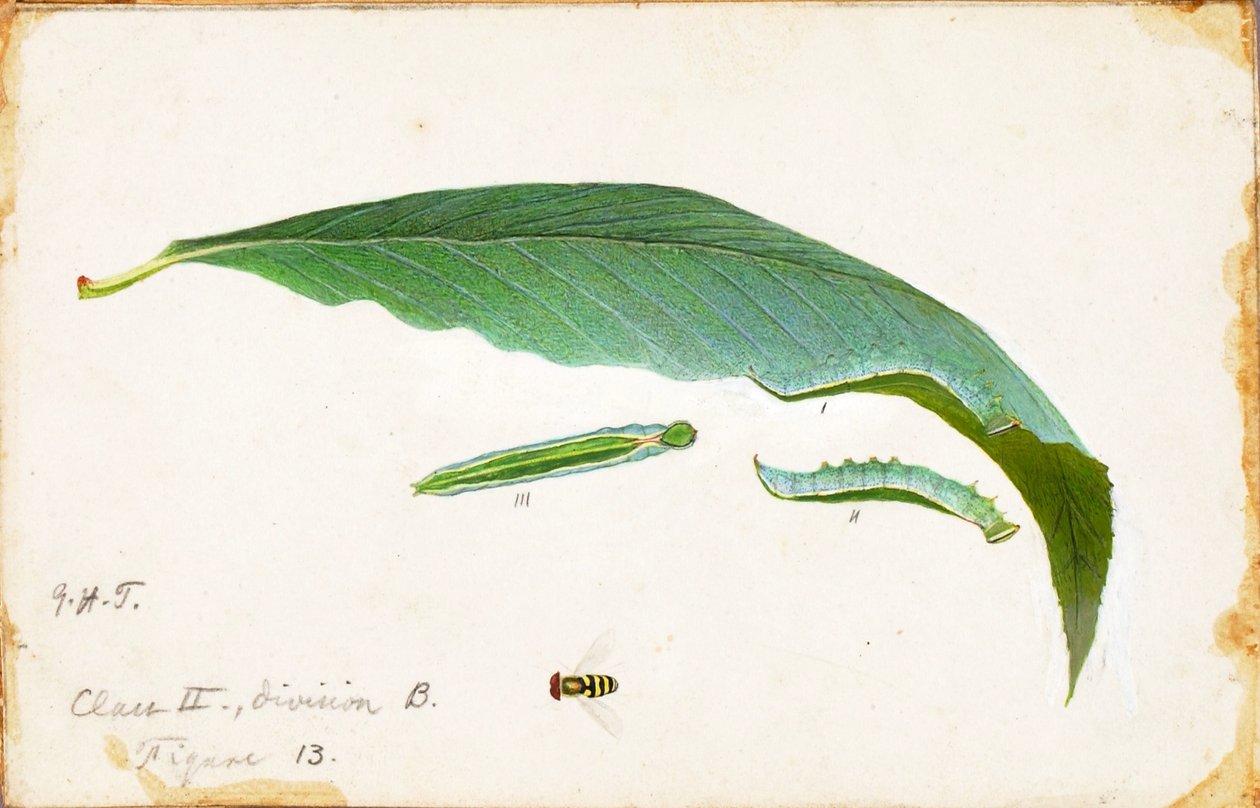 Unspotted Beach Leaf Edge Caterpillar, studie för boken Concealing Coloration in the Animal Kingdom av Emma Beach Thayer