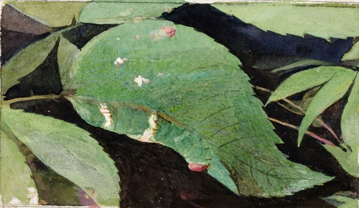 White Birch Leaf Edge Caterpillar, studie för boken Concealing Coloration in the Animal Kingdom av Emma Beach Thayer