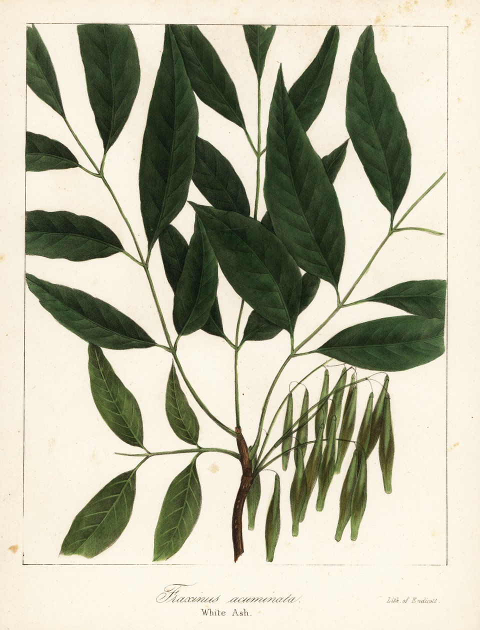 Amerikansk ask, Fraxinus americana (Vitaska, Fraxinus acuminata) av Endicott Endicott