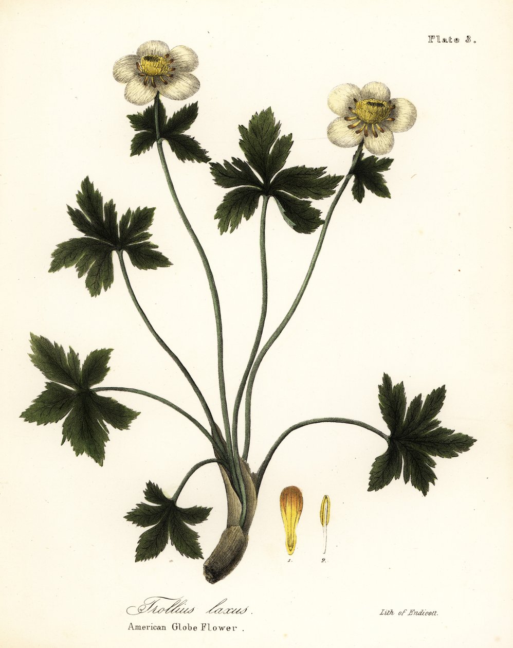 Amerikansk klotblomma eller amerikansk spridande klotblomma, Trollius laxus av Endicott Endicott