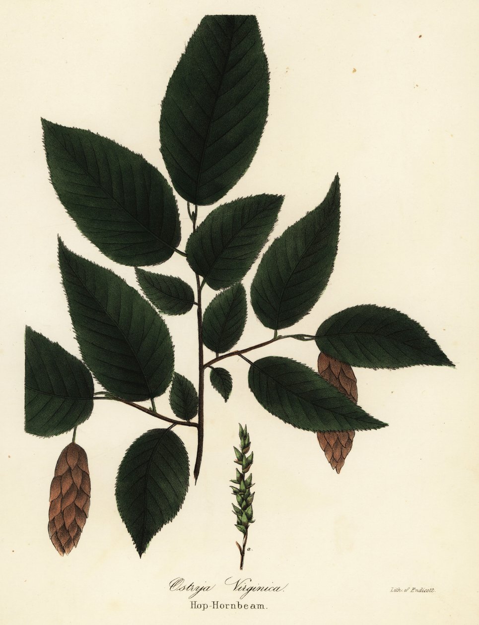 Amerikansk avenbok, Ostrya virginiana (Humle-avenbok, Ostrya virginica) av Endicott Endicott