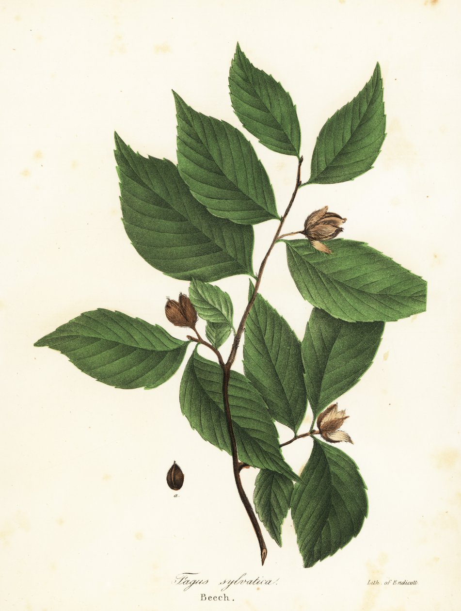 Bokträd, Fagus sylvatica av Endicott Endicott