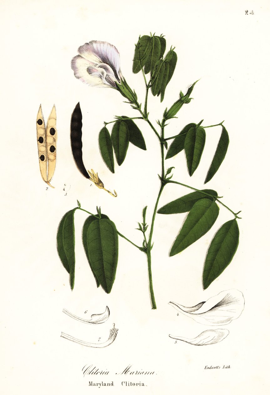Fjärilsärta, atlantiska duvvingar eller Maryland clitoria, Clitoria mariana av Endicott Endicott