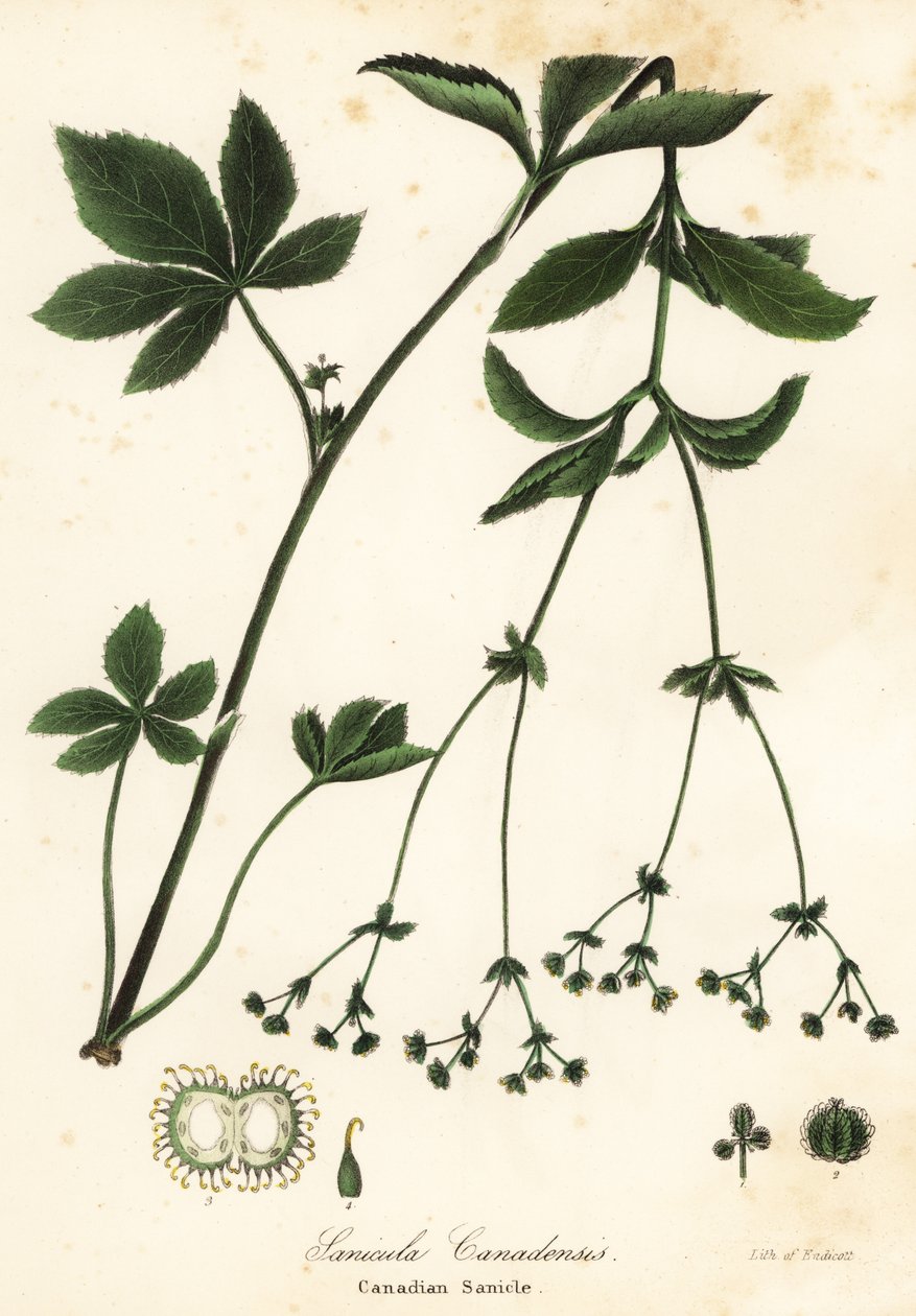 Kanadensisk Blacksnakeroot eller Kanadensisk Sanicle, Sanicula canadensis av Endicott Endicott