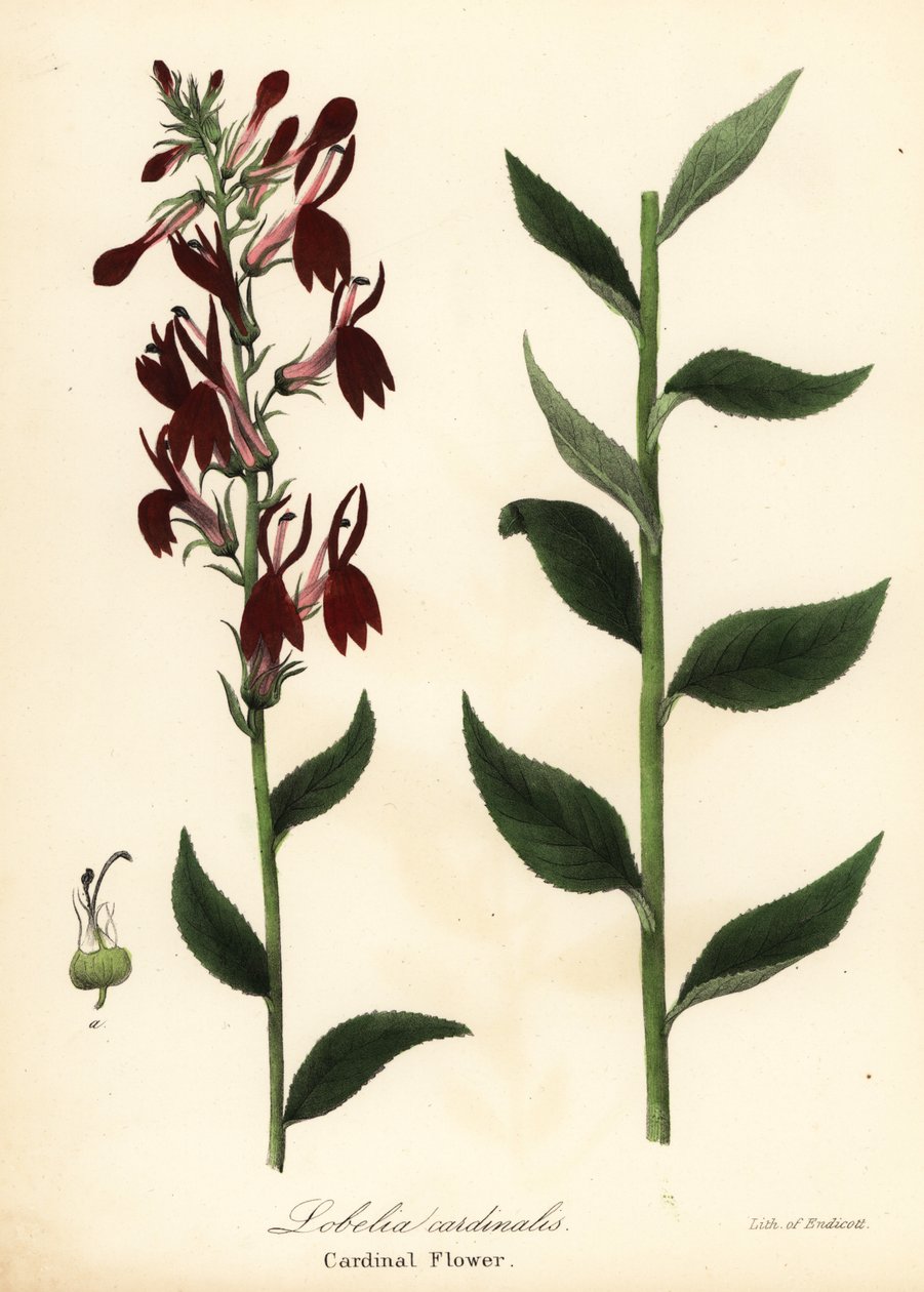 Kardinalblomma, Lobelia cardinalis av Endicott Endicott