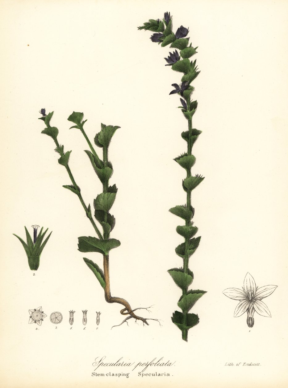 Knäppande Venus blickglas eller gripande klockblomma, Triodanis perfoliata (Stamknäppande specularia, Specularia perfoliata) av Endicott Endicott