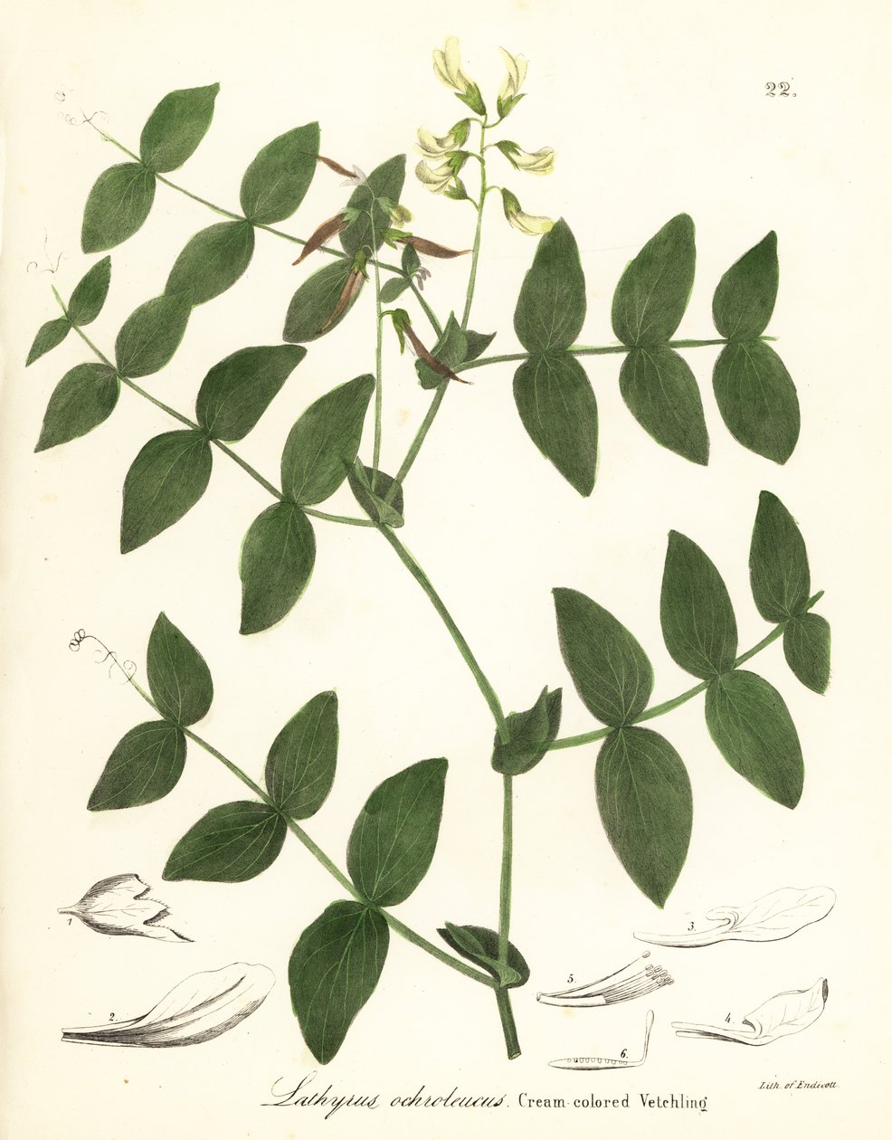 Gräddärta eller krämfärgad vicka, Lathyrus ochroleucus av Endicott Endicott