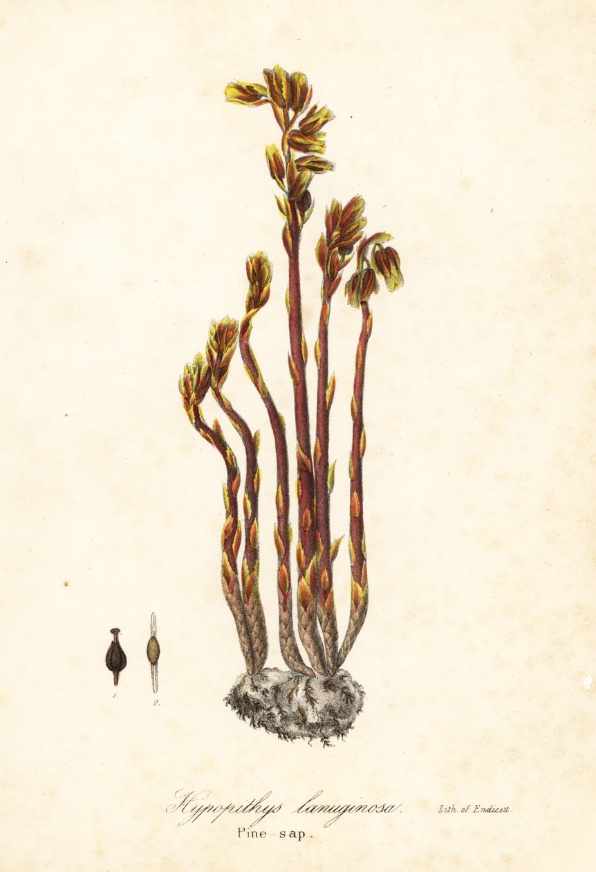 Holländares pipa, falska bokdroppar, pinesap eller gult fågelbo, Monotropa hypopitys (Pine-sap, Hypopithys lanuginosa) av Endicott Endicott