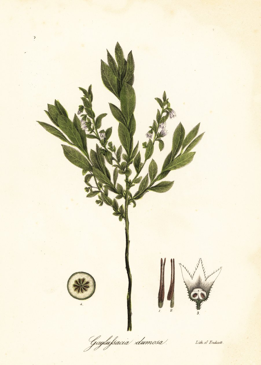 Dvärghuckleberry, bush huckleberry eller gopherberry, Gaylussacia dumosa av Endicott Endicott