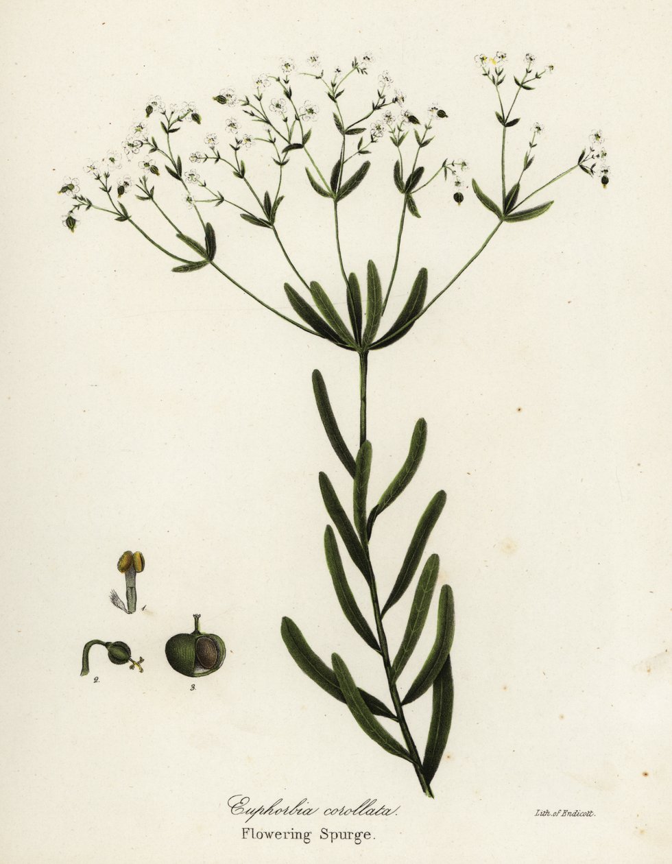 Blomstång, Euphorbia corollata av Endicott Endicott