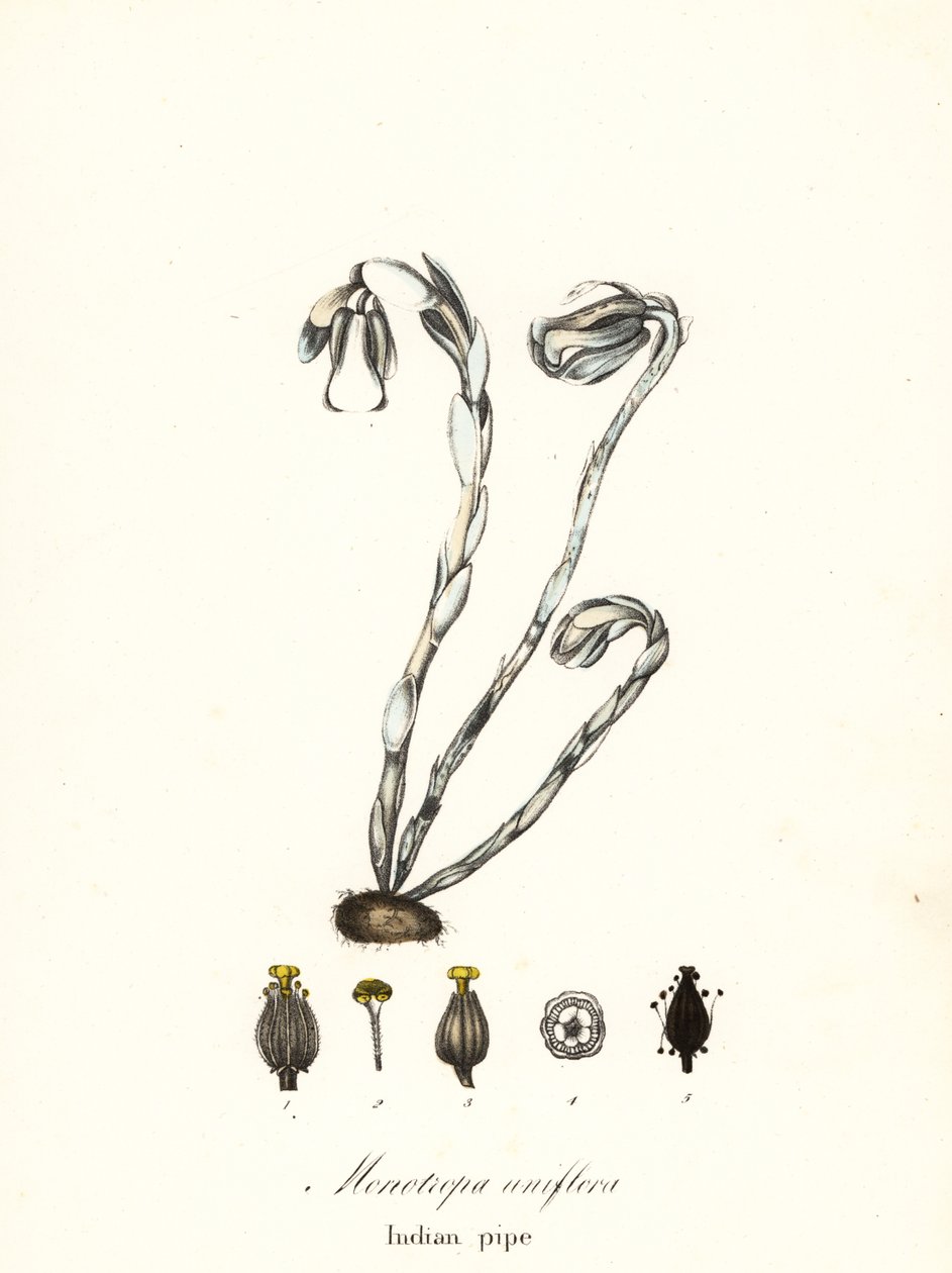 Spökväxt, spökpipa, indianpipa eller likväxt, Monotropa uniflora av Endicott Endicott