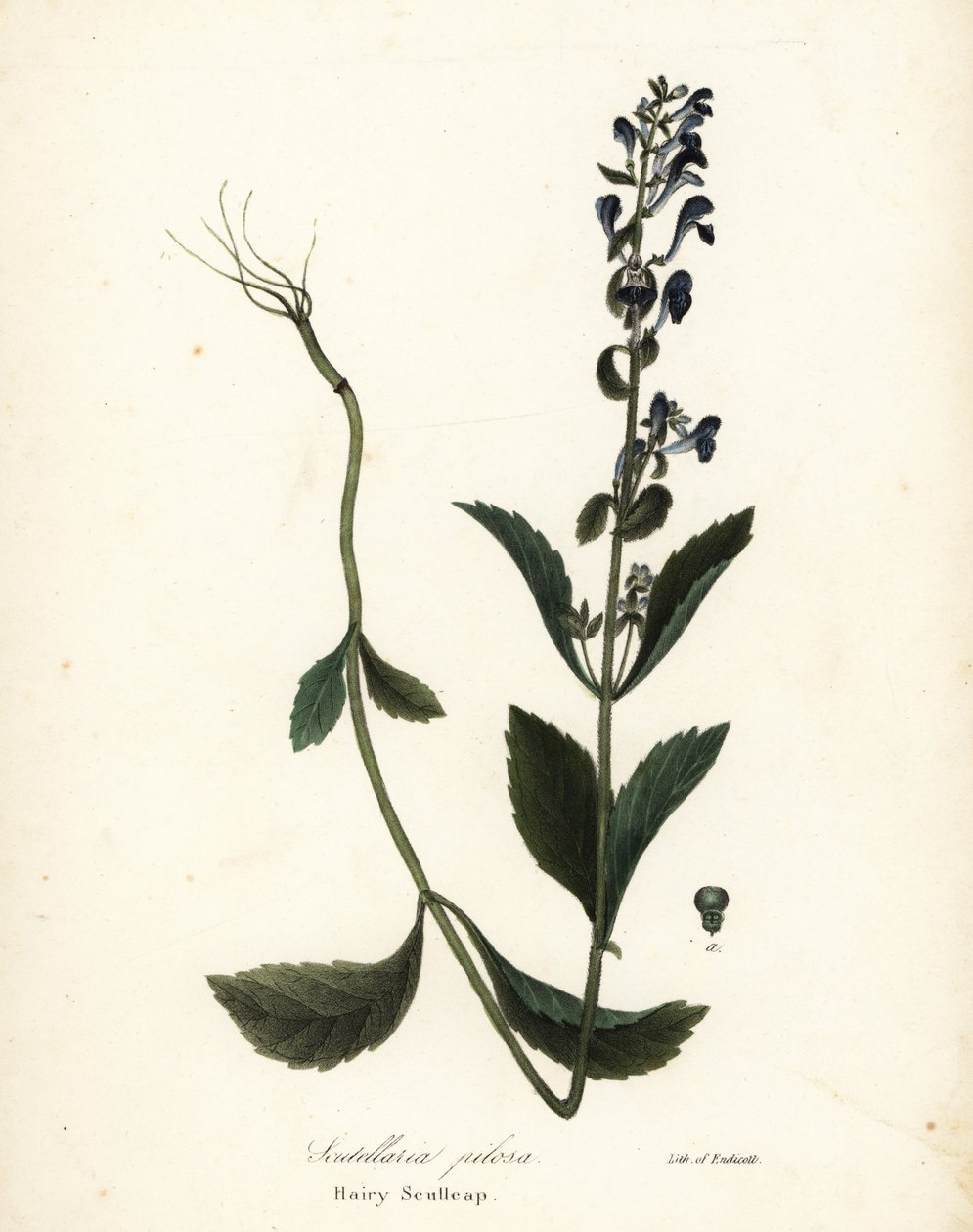 Hårig kalott, Scutellaria elliptica (Scutellaria pilosa) av Endicott Endicott