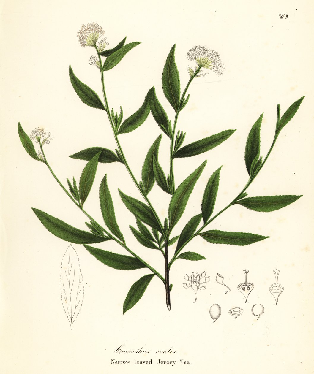 Jerseyte, Ceanothus herbaceus (Smalbladigt Jerseyte, Ceanothus ovalis) av Endicott Endicott