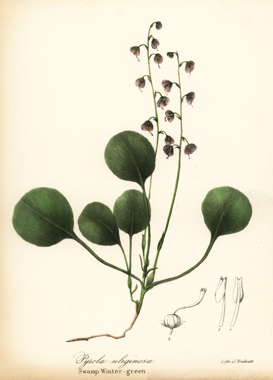 Liverblad vintergrön, myr vintergrön eller rosa vintergrön, Pyrola asarifolia (Träsk vintergrön, Pyrola uliginosa) av Endicott Endicott