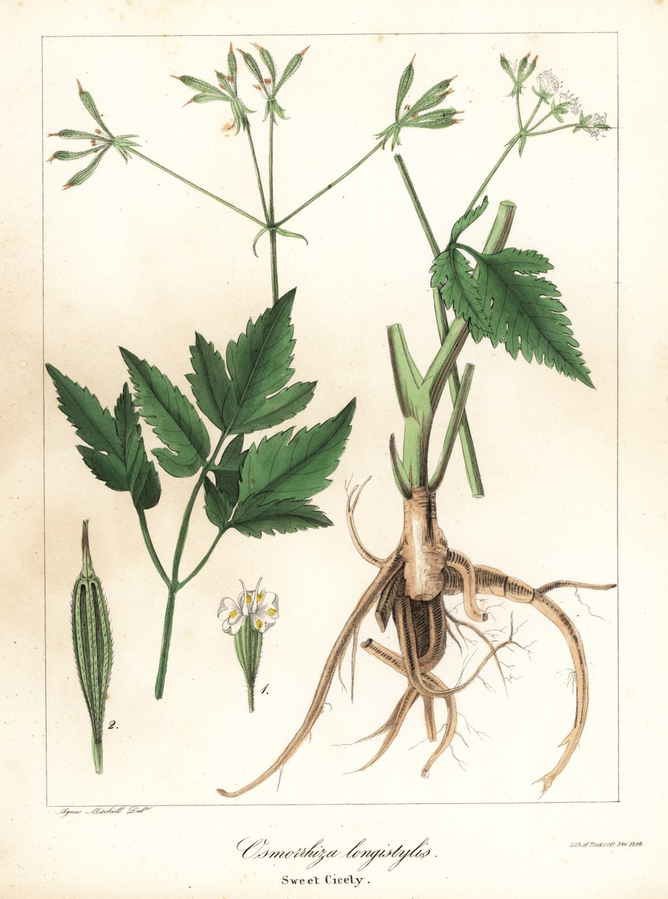 Långstilad sweet-cicely, longstyle sweetroot eller sweet cicely, Osmorhiza longistylis av Endicott Endicott