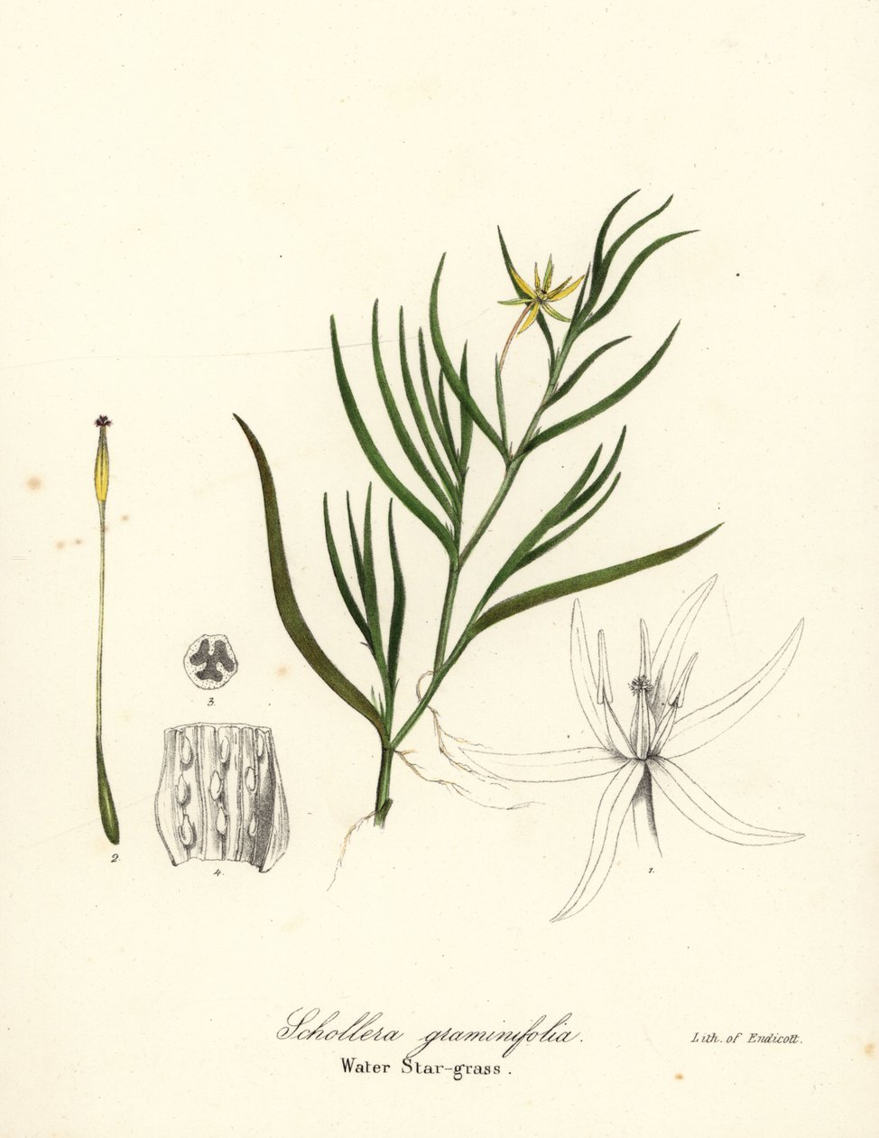 Mudplantain eller vattenhyacint, Heteranthera dubia (vattenstjärngräs, Schollera graminifolia) av Endicott Endicott