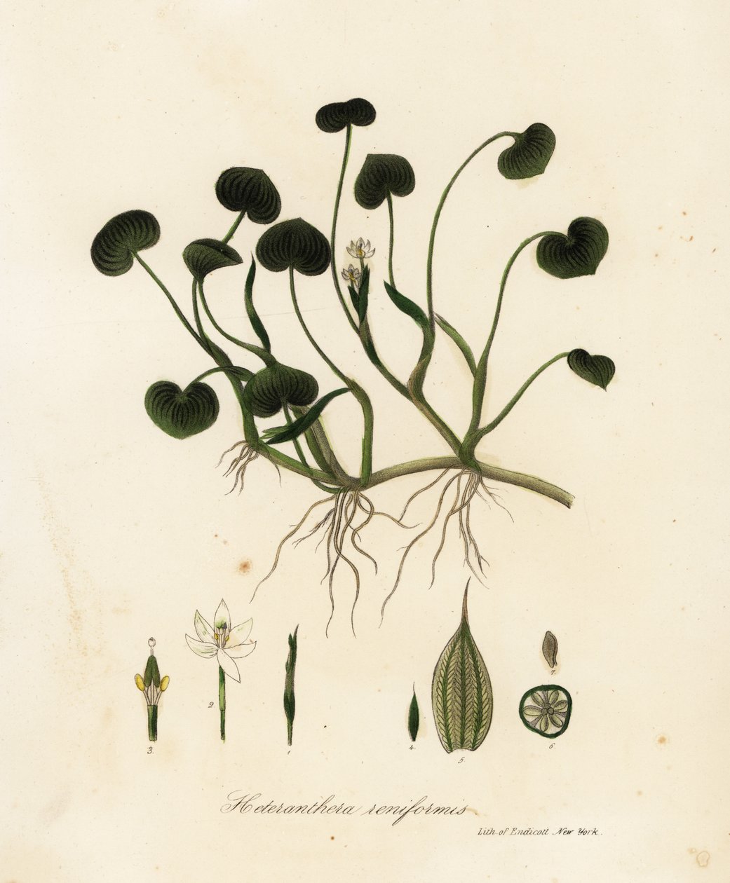 Mudplantain eller vattenhyacint, Heteranthera reniformis av Endicott Endicott