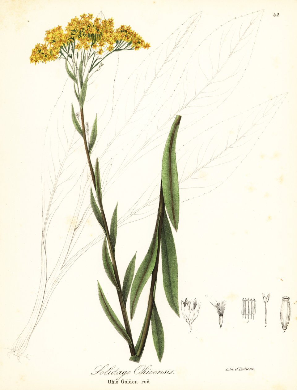 Ohio guldris, Solidago ohioensis av Endicott Endicott