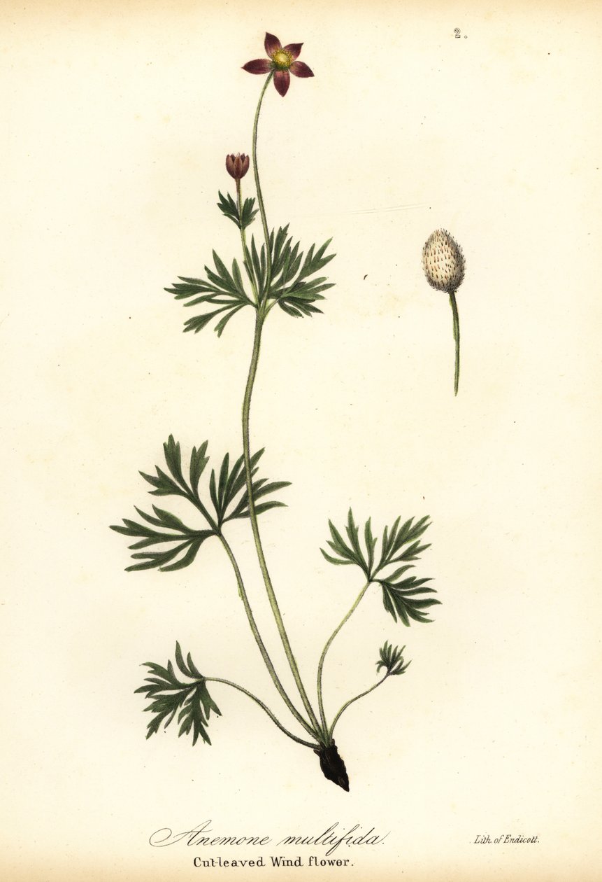Stillahavsanemon eller skuren vindblomma, Anemone multifida av Endicott Endicott