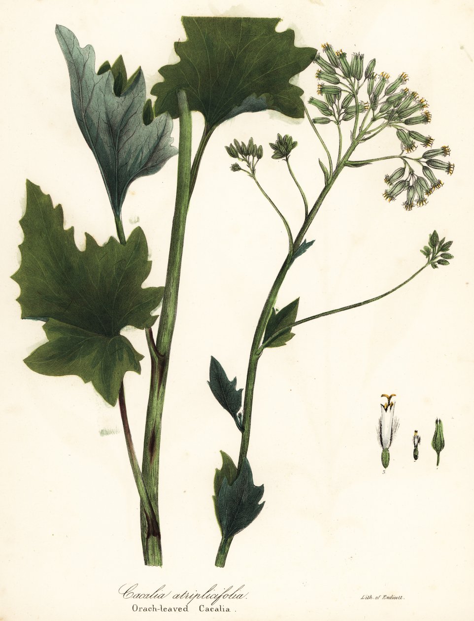 Blek indisk groblad, Arnoglossum atriplicifolium (Apelsinbladig cacalia, Cacalia atriplicifolia) av Endicott Endicott