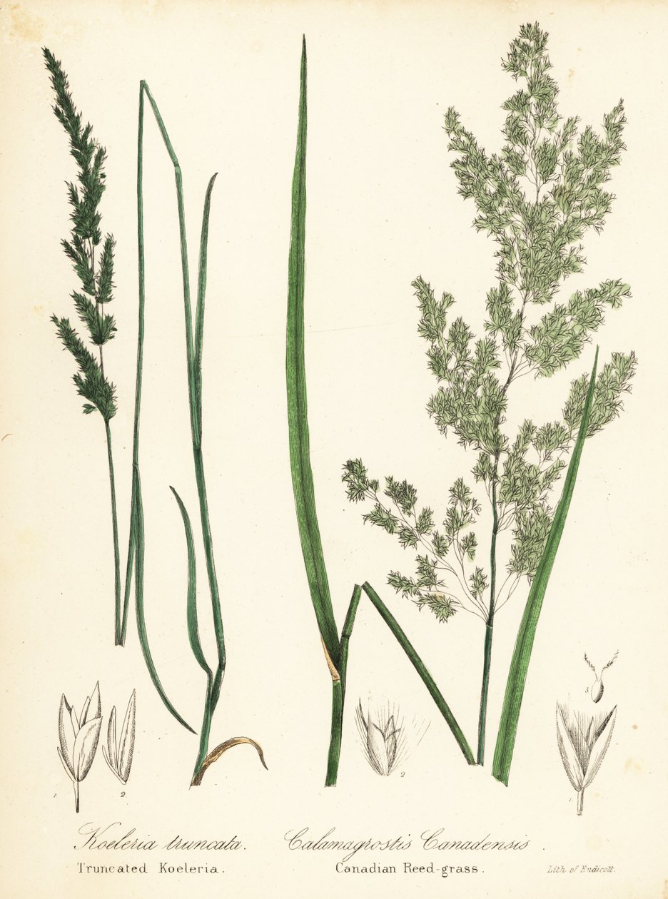 Prairie wedgescale, Sphenopholis obtusata och kanadensiskt rörgräs, Calamagrostis canadensis av Endicott Endicott