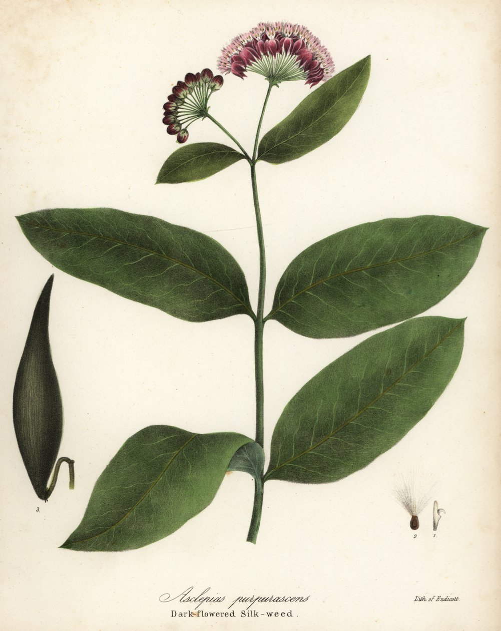 Lila mjölkört eller mörkblommigt sidengräs, Asclepias purpurascens av Endicott Endicott
