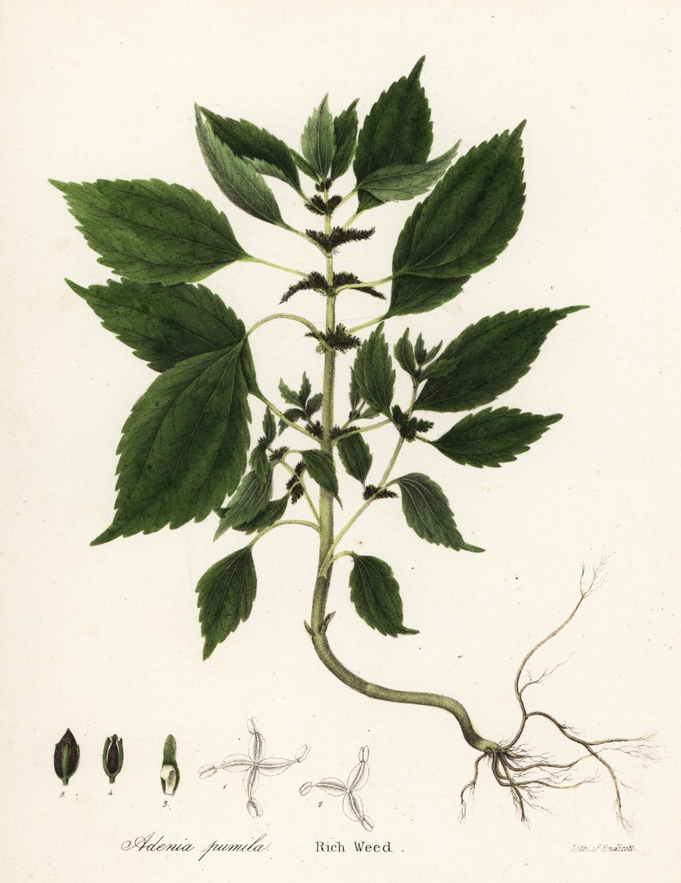 Rik ogräs, Adenia pumila (Collinsonia canadensis?) av Endicott Endicott